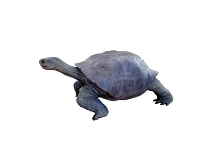 Turtle Figure Decoration Statues Sculpture Garden Decor Figures 60x140cm new