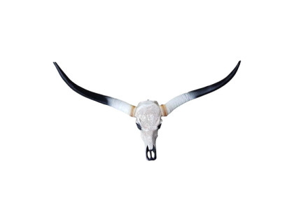 Bull Cow Skull Decoration Not Real 100cm Wall Design Water Buffalo Skull